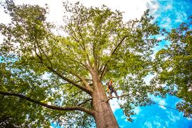 How Our Tree Care Process Works  in  Miles, TX