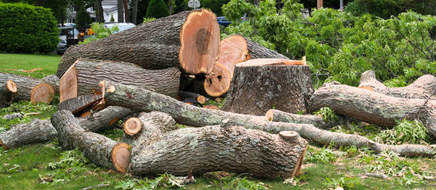 Professional Tree Care in Miles, TX