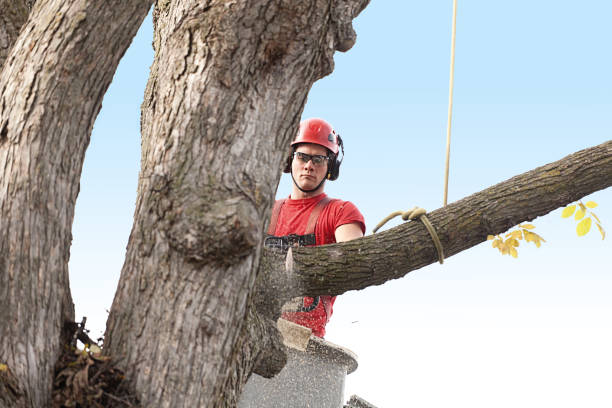  Miles, TX Tree Care Pros